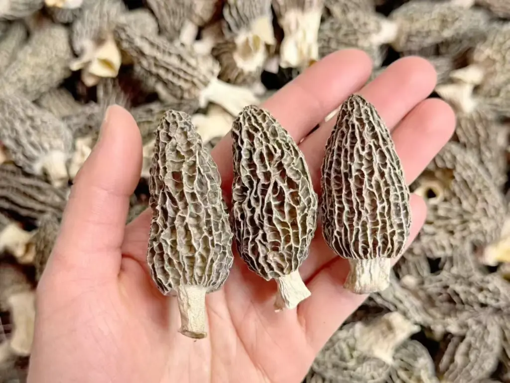 羊肚菌完整菌体