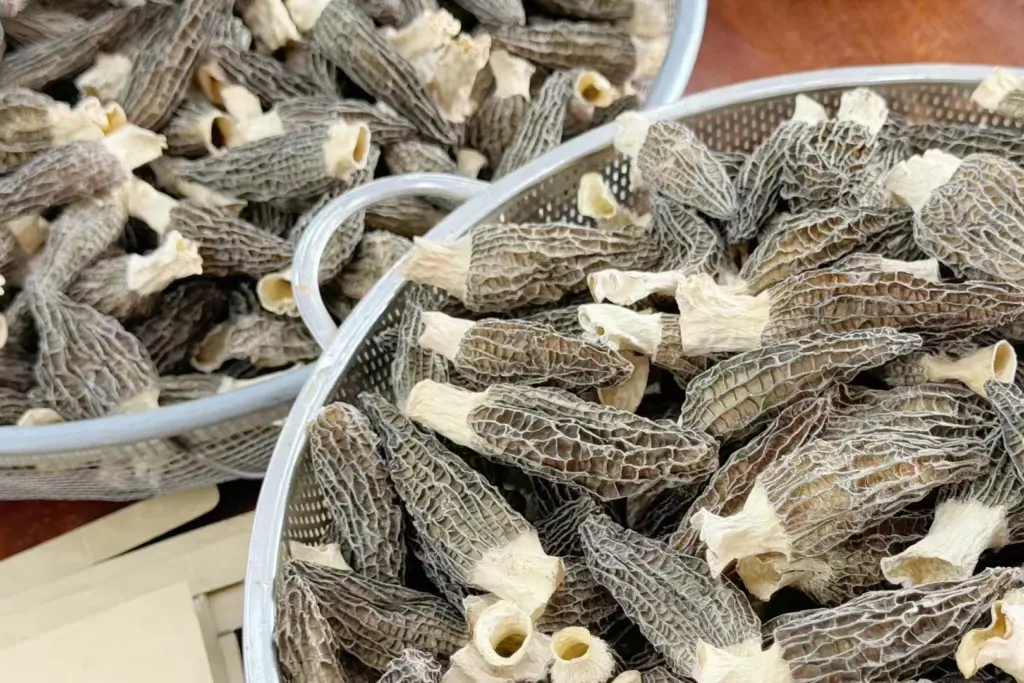 羊肚菌整批食材