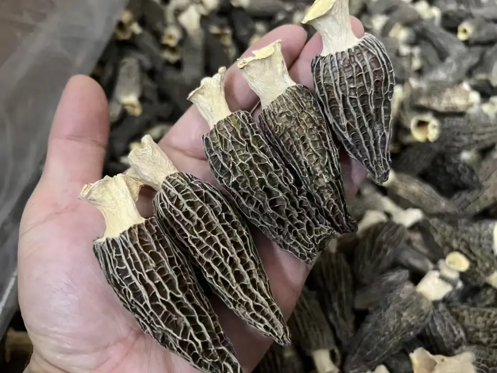 羊肚菌菌盖细节