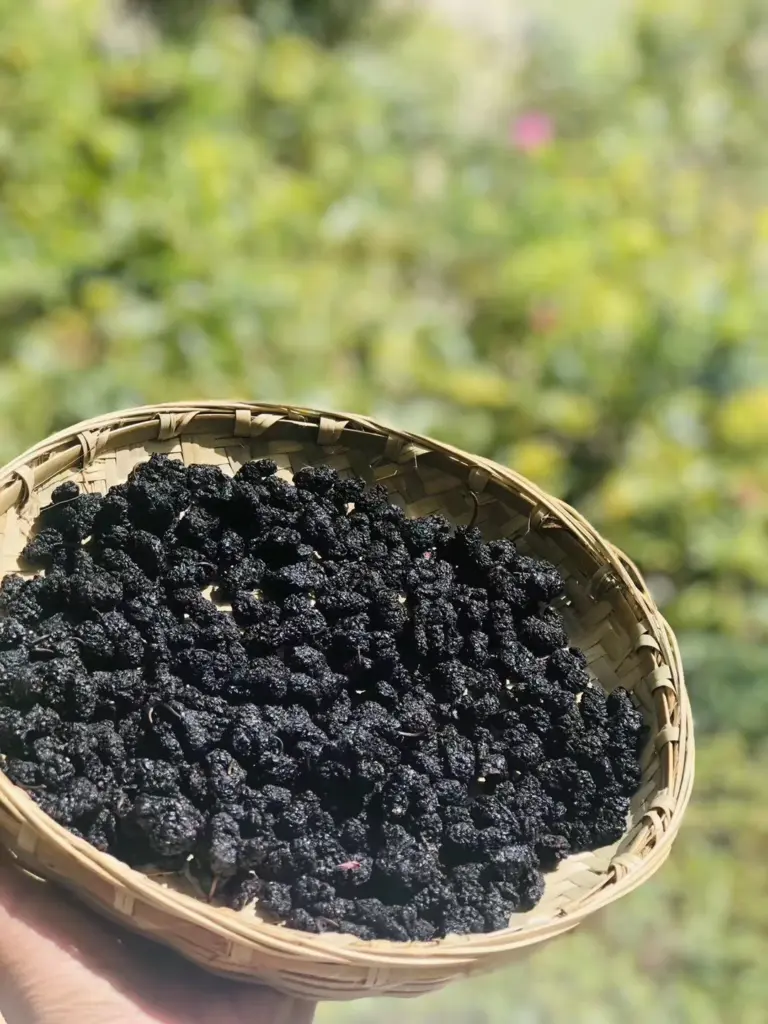 桑葚干颗粒细节
