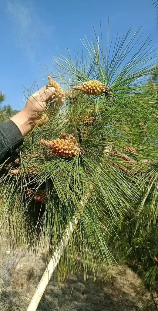 松花原料采集现场